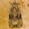 Celypha lacunana